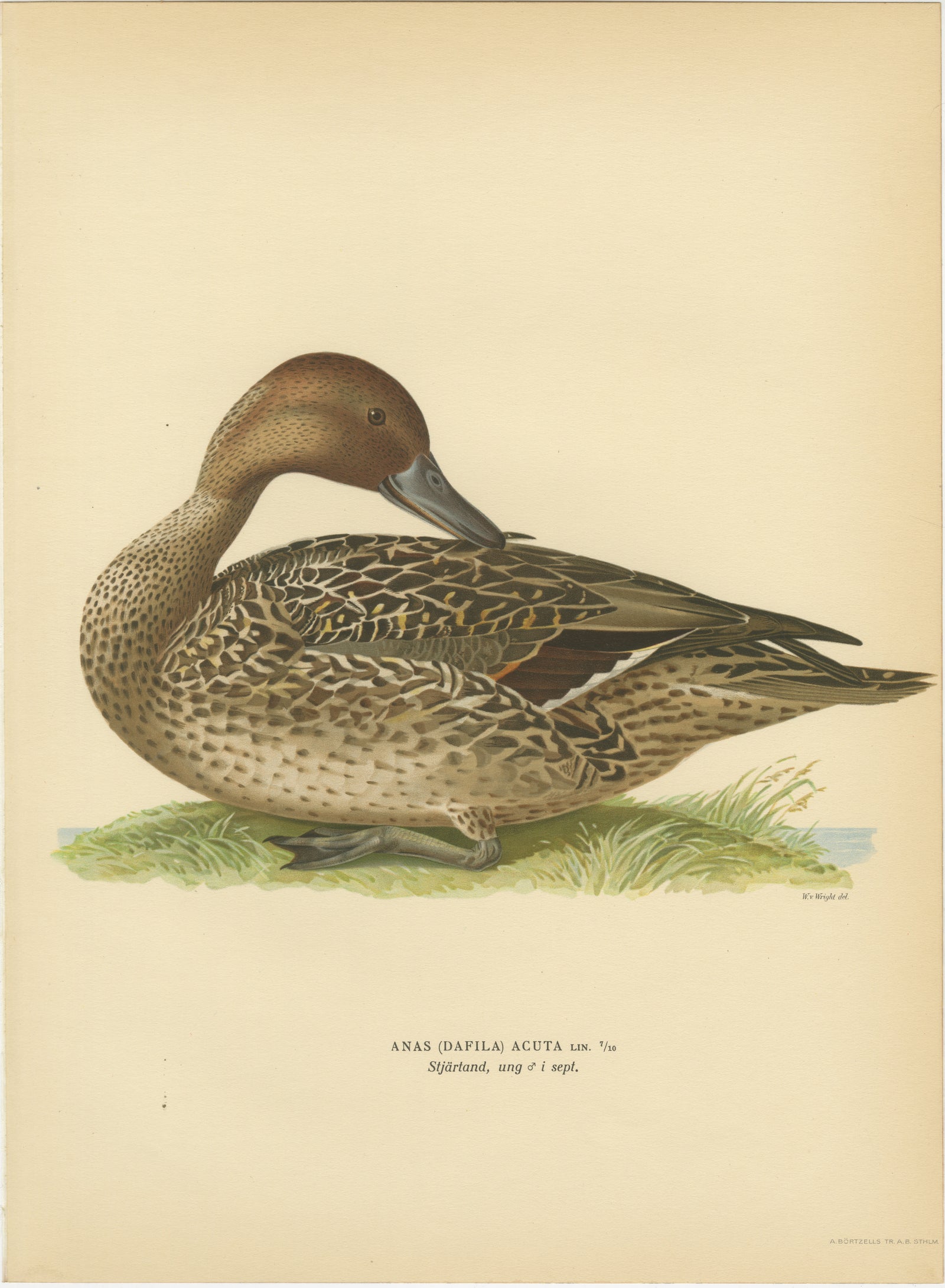 Vintage Pintail Duck Lithograph, Northern Pintail Anas Acuta, Sweden - 1929