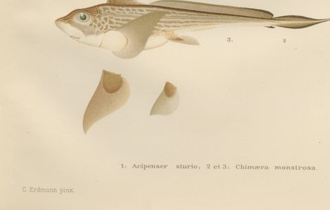 Scandinavian Sturgeon and Chimaera Lithograph from Pisces Scandinaviae Series, close-up 4