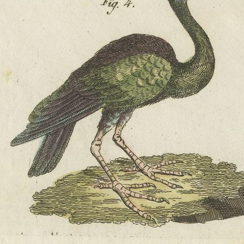 Scarlet Ibis and Other Ibises, Antique Bertuch Print, Vienna, circa 1812, close-up 1