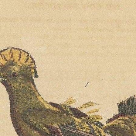 Antique Hand-colored Bird Print of Cocks-of-the-Rock by Lejeune 'c.1830', close-up 1