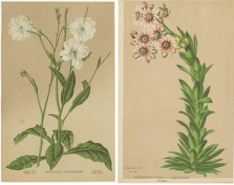 Set of 2 Antique Botany Prints, Nicotiana Suaveolens 'c.1880', view 4