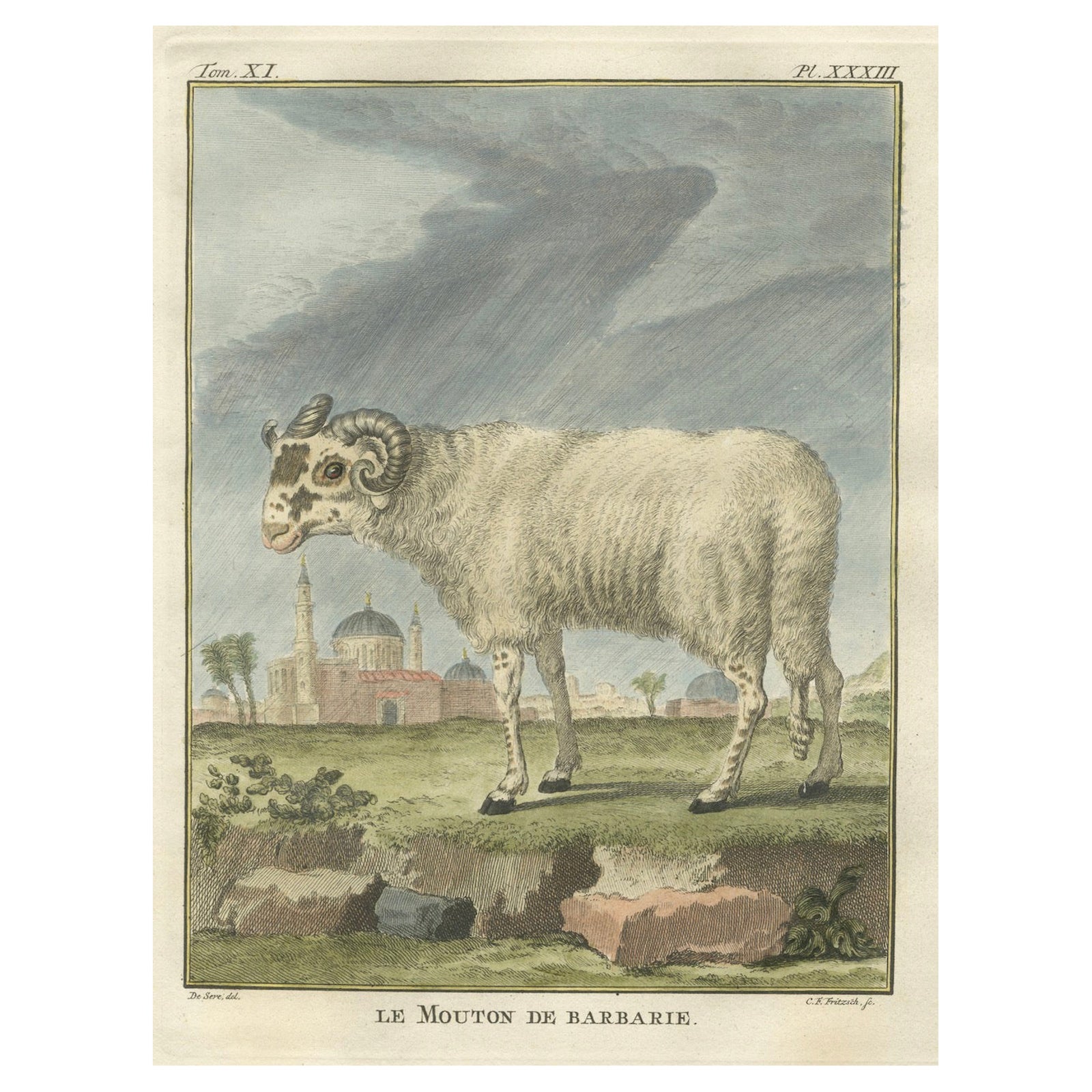 Rare Barbary Sheep Engraving, Hand-Coloured Buffon Amsterdam Edition, 1769