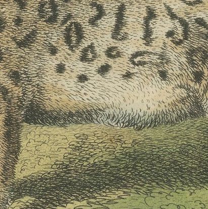 A Hand-Colored Illustration of the Snow Leopard or Once, 1824, close-up 5