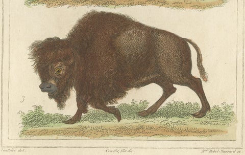 Buffon Dromedary Camel, Buffalo & Bison Hand-Colored Engraving, c.1835, close-up 6