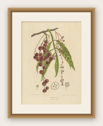 Otophora Alata Antique Lithograph Print, Circa 1875, Botanical Art, shown framed