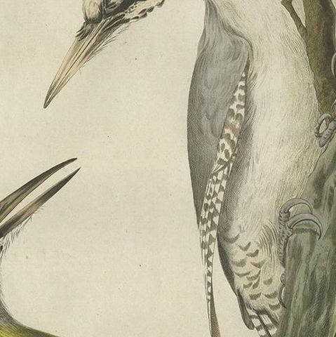 Antique Bird Print of the Green Woodpecker by Sepp & Nozeman, 1809, close-up 1