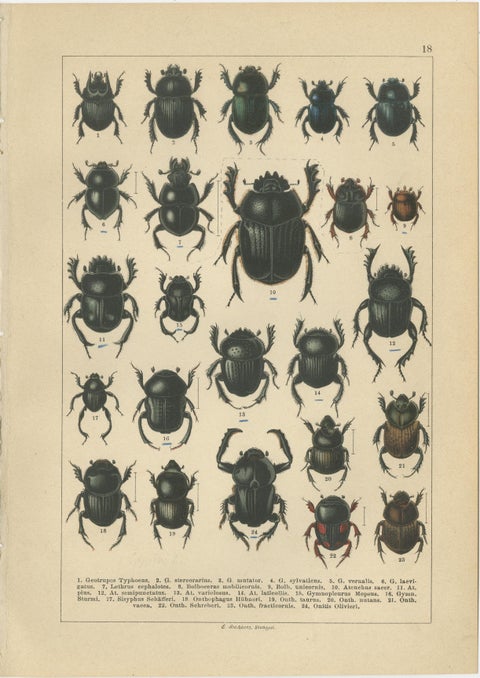 Victorian Beetle Prints Set of Four, Scarab & Stag Beetle Plates, 1893, view 3
