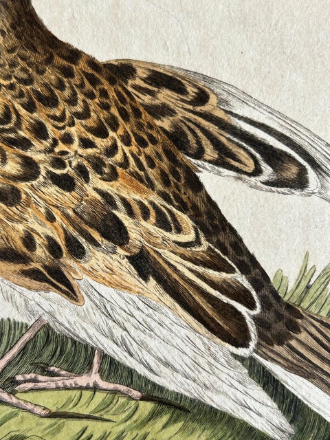 Eurasian Skylark, Antique Bird Engraving by Nozeman and Sepp, 1809, view 6