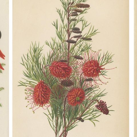 Exquisite Botanicals: Clianthus, Grevillea, Anthurium, and More, circa 1885, close-up 1