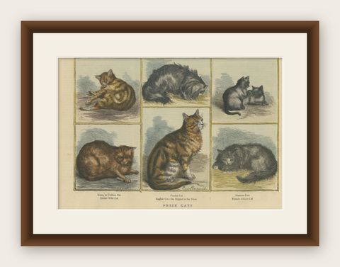 Victorian Prize Cats: Hand-Colored Woodcut Featuring Distinguished Breeds, c1890, shown framed
