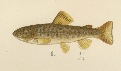 Brown Trout Diversity in Scandinavian Waters: Exquisite Lithograph, 1895, close-up 4