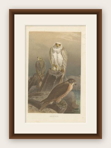 Antique Bird Print of Falcons by Brehm '1892', shown framed