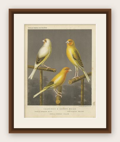 Antique Bird Print of the Gold Finch & Canary Mules, circa 1880, shown framed