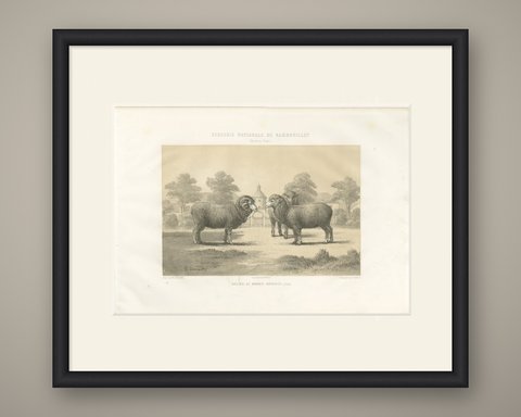 Rambouillet Merino Ram and Ewe of 1786, Antique Sheep Print, 1873, shown framed
