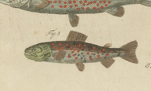 Five Trout with Salmon Trout and Alpine Char, Antique Bertuch Print, circa 1805, close-up 2