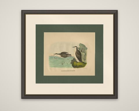 Antique Bird Print of Xantus's Murrlets Made after D.G. Elliot, 1869, shown framed