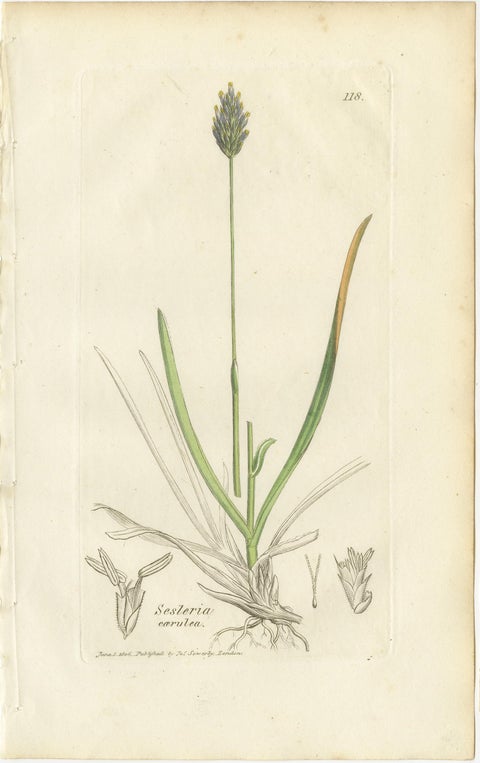Antique Grasses & Sedges, Hand-Colored Botanical Engravings, c.1830 (Set of 8), view 7