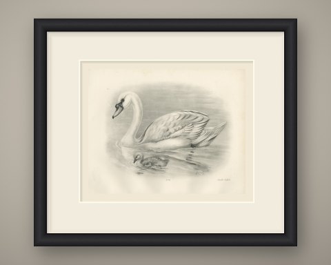 Mute Swan with Downy Cygnet, Plate CLXVII after Lilian Medland, c. 1909, shown framed