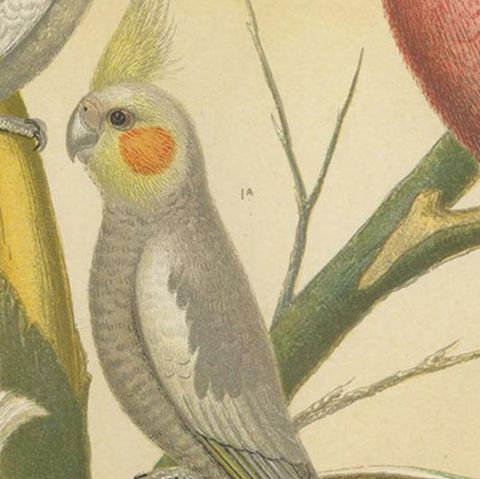 Antique Bird Print of the Cockateel Male, Roseatte Cockatoo and Others, close-up 2