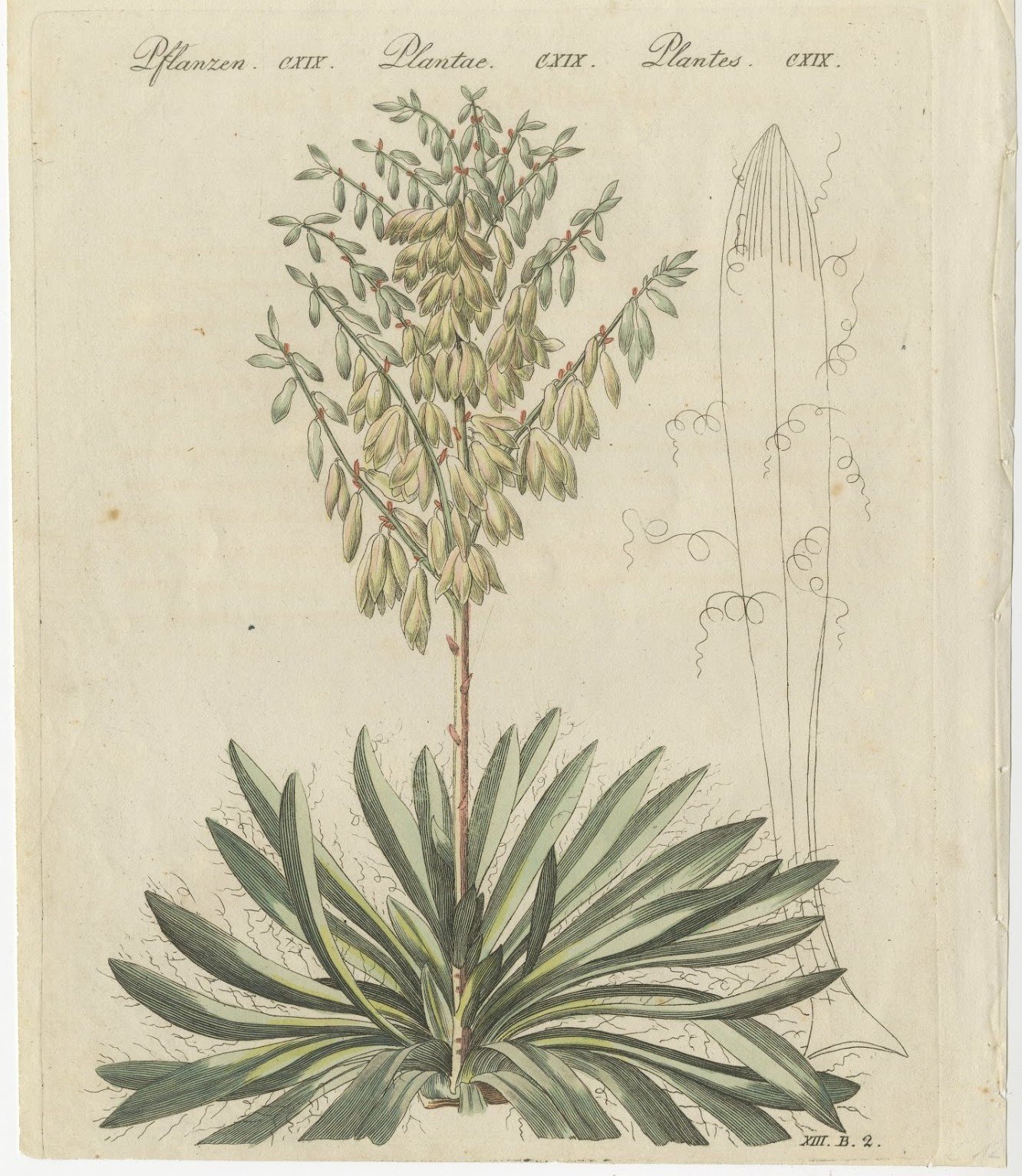 Yucca Adam's Needle in Full Flower, Antique Bertuch Print, circa 1812