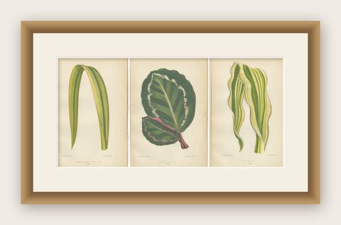 Variegated Elegance: A Collection of 19th Century Botanical Prints, shown framed