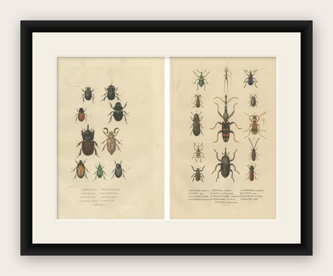Entomological Elegance: A Collection of 19th Century Beetle Engravings, shown framed