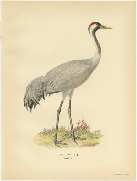 Antique Bird Print of the Common Crane 'Male' by Von Wright, 1929, view 4