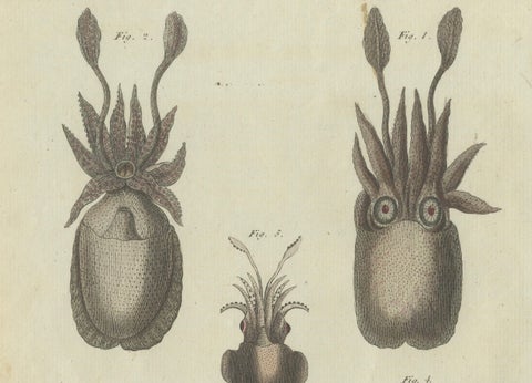 Intricate Depictions of Marine Life: Hand-Colored Copperplate Engraving, 1805, close-up 2
