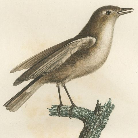 1807 Gray Flycatcher Print - 'Le Moucherolle gris' Handcolored Bird Illustration, close-up 3