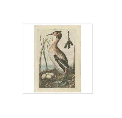Antique Bird Print of the Great Crested Grebe by Sepp & Nozeman, 1789, view 4
