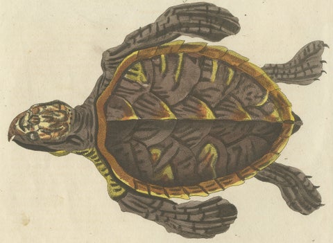 Original Antique Print of Sea Turtle and Freshwater Turtle by Bertuch, c. 1790, close-up 3