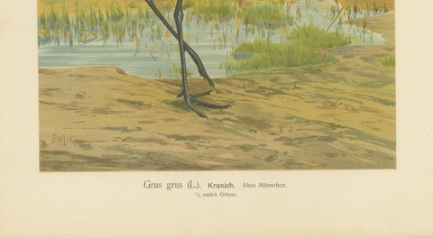 Majestic Common Crane in Wetland Landscape, Antique Bird Chromolithograph, 1880, close-up 6