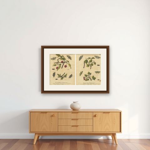 Antique English Moths on Fruit and Hedgerow Shrubs, Albin Entomology 1720, shown framed on a wall