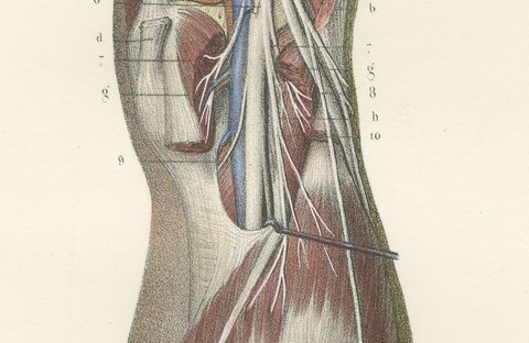 The Popliteal Region and the Calf, Antique Hirschfeld Anatomy Print, 1866, view 4