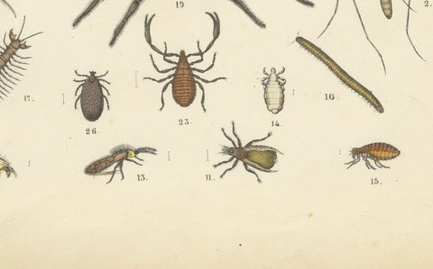Arachnids & Insects Print: Spiders, Scorpion, Centipedes, Flies, Antique 1867, close-up 1