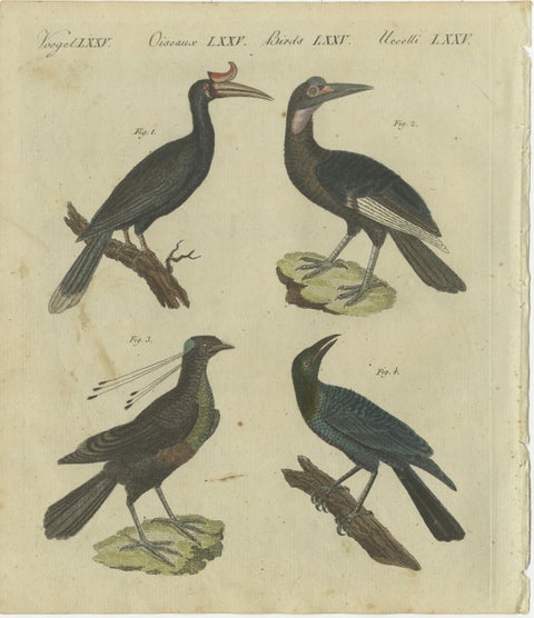 Exotic Birds: Hornbill, Lyrebird, and Glossy Starling Engraved by Bertuch, 1805, view 2