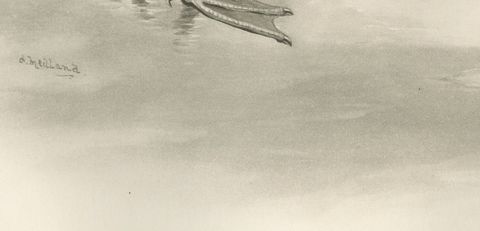 Grey Goose Feeding, Antique Bird Print after Lilian Medland, circa 1909, close-up 1