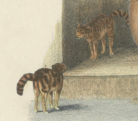 Cat and Kittens, 1809 Hand-Colored Etching by Samuel Howitt, close-up 1