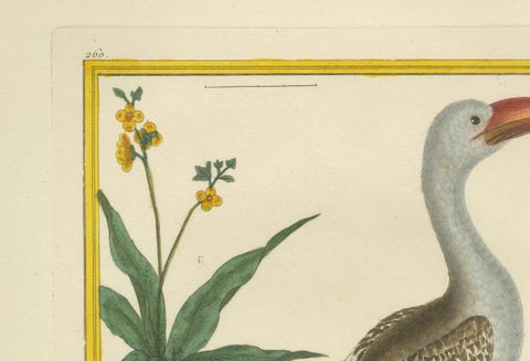 Original Antique Hand-Colored Engraving of the Red-billed Hornbill, circa 1770, close-up 1