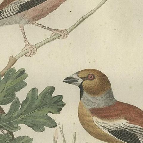 Antique Bird Print of the Hawfinch by Sepp & Nozeman, 1789, close-up 1