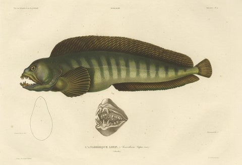 Stunning Hand-Colored Antique Print of the Atlantic Wolffish or Devil Fish, 1842, close-up 2