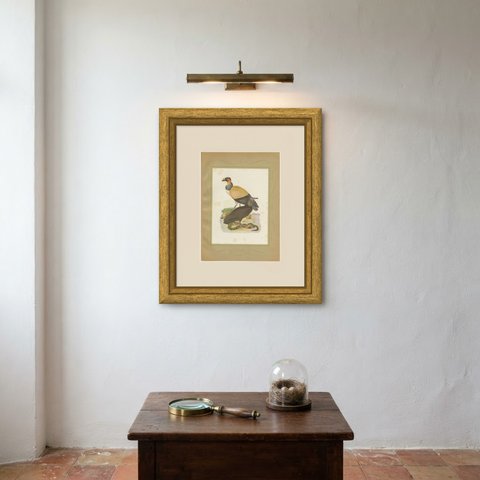 King Vulture and Black Vulture, Brazilian Bird Print, Descourtilz, 1944, shown framed on a wall