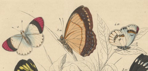 Wings of Elegance: Hand-Colored 1849 Lithograph of Exotic Butterflies, close-up 3