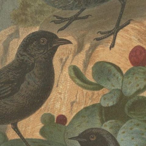 Antique Bird Print of the Blue Rock Thrush and Passerine Birds by Brehm, '1891', close-up 1