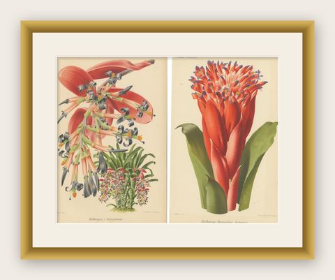 Stunning Bromeliads: Queen's Tears and Flaming Torch in Artful Display, c.1855, shown framed