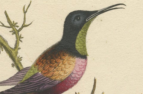 Large Red and Small Brown Hummingbirds Engraving by J.M. Seligmann, 18th Century, close-up 5
