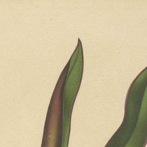 Original Antique Botanical Chromolithograph of Oyster Plant, c.1880, close-up 6