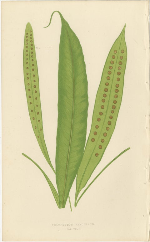Exotic Victorian Fern Lithograph Collection with English Species Names, 1856, view 3
