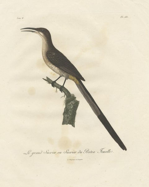 Beautiful Hand-Colored Antique Print of a Cape Sugarbird 'Promerops Cafer', 1810, close-up 1