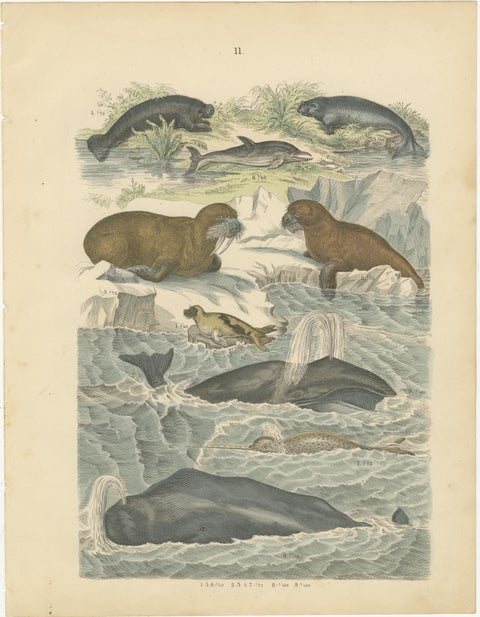 Marine Mammals Print: Whales, Seals, Narwhal & Dolphin, Antique 1867, view 2